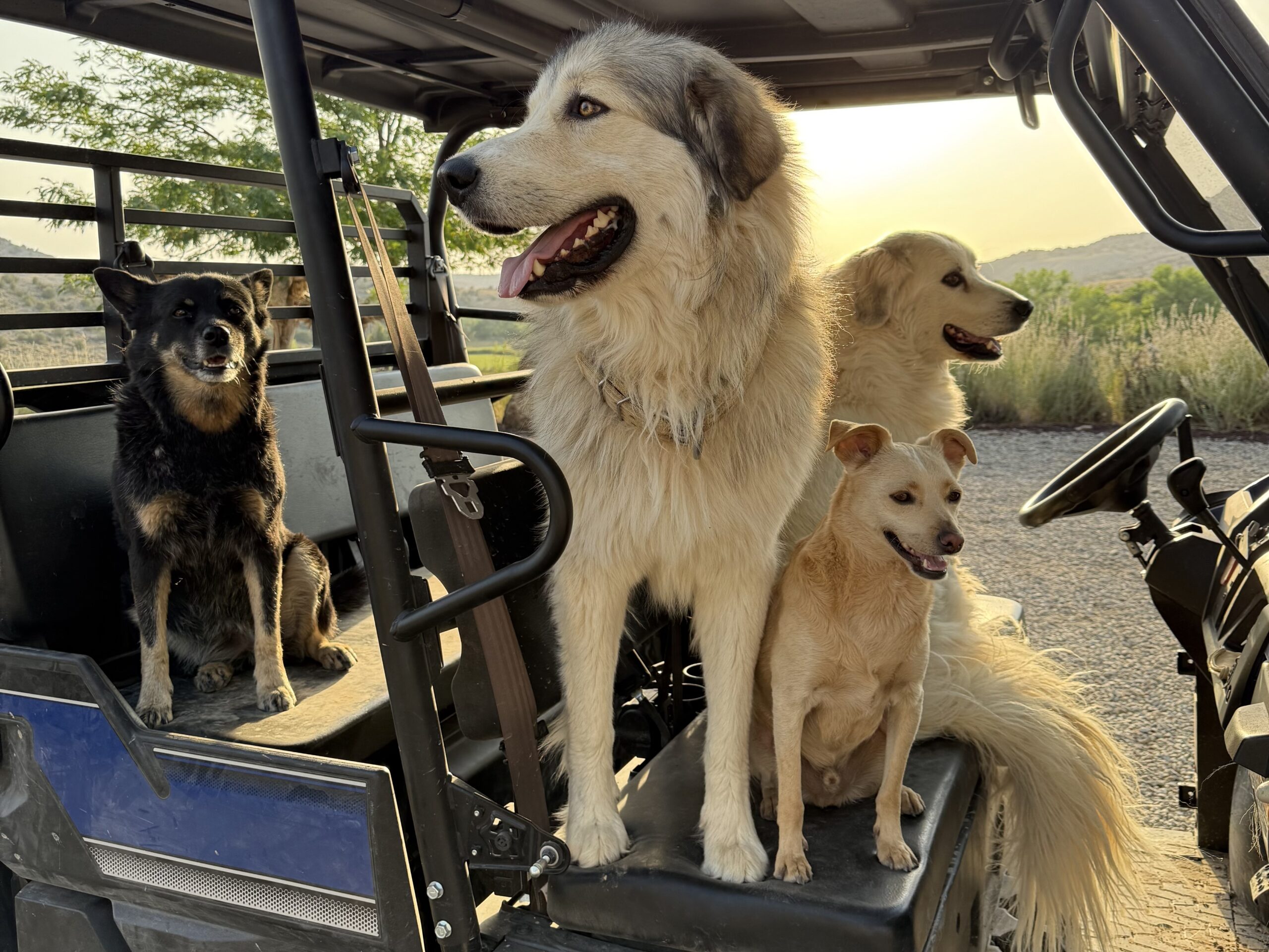Canyon of The Ancients Guest Ranch Pet Policy